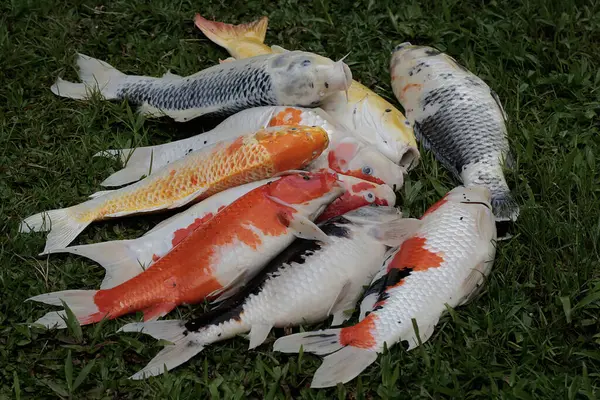 Collection of freshly harvested carp fish and ready to eat. This fish has the scientific name Cyprinus rubrofuscus.
