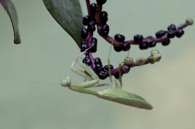 Yeşil bir peygamber devesi meyve veren yabani bitkileri avlıyor. Bu böceğin bilimsel adı hiyerodula sp.