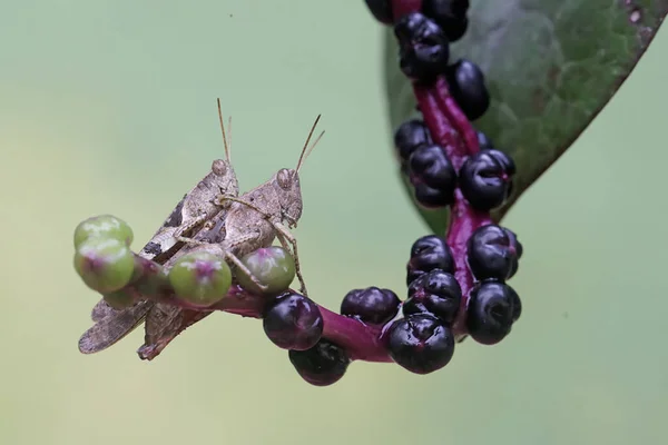 Ein Heuschreckenpaar Paart Sich Dieses Insekt Frisst Gerne Früchte Blüten — Stockfoto
