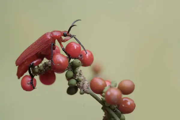 Escarabajo Cardenal Pelirrojo Está Comiendo Fruta Los Arbustos Este Hermoso —  Fotos de Stock