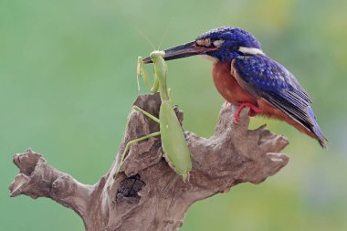 Mavi kulaklı bir balıkçı peygamber devesini avlamaya hazır. Bu güçlü, keskin gagalı yırtıcı kuşun bilimsel adı Alcedo Meninting..