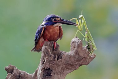 Mavi kulaklı bir balıkçı peygamber devesini avlamaya hazır. Bu güçlü, keskin gagalı yırtıcı kuşun bilimsel adı Alcedo Meninting..