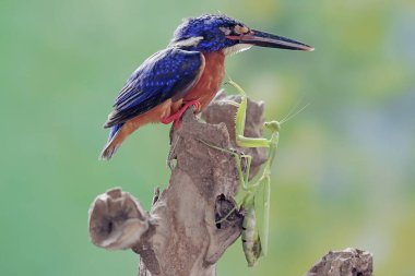 Mavi kulaklı bir balıkçı peygamber devesini avlamaya hazır. Bu güçlü, keskin gagalı yırtıcı kuşun bilimsel adı Alcedo Meninting..