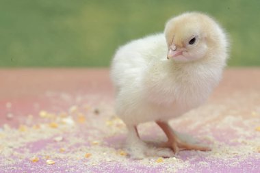 Brahma civcivi yumurtadan çıktı. Büyük duruşu ve vücut ağırlığı olan bu tavuğun bilimsel adı Gallus Gallus domesticus..