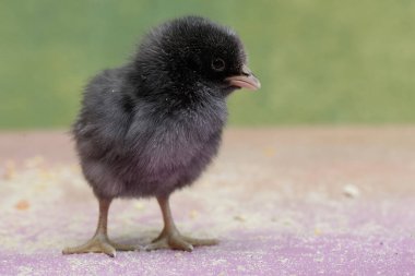 Brahma civcivi yumurtadan çıktı. Büyük duruşu ve vücut ağırlığı olan bu tavuğun bilimsel adı Gallus Gallus domesticus..