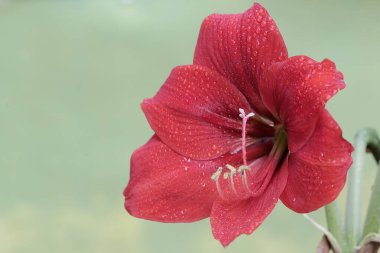Kestane kırmızısı çiçeklerin güzelliği tam çiçeklendiğinde ortaya çıkar. Bu çiçeğin bilimsel adı Amaryllis brasiliensis.