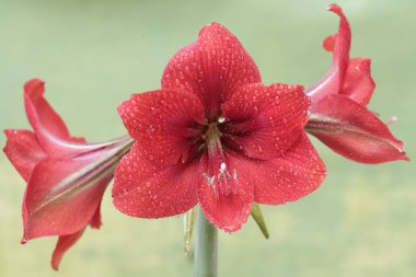 Kestane kırmızısı çiçeklerin güzelliği tam çiçeklendiğinde ortaya çıkar. Bu çiçeğin bilimsel adı Amaryllis brasiliensis.