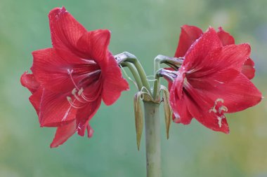 Kestane kırmızısı çiçeklerin güzelliği tam çiçeklendiğinde ortaya çıkar. Bu çiçeğin bilimsel adı Amaryllis brasiliensis.