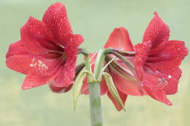 Kestane kırmızısı çiçeklerin güzelliği tam çiçeklendiğinde ortaya çıkar. Bu çiçeğin bilimsel adı Amaryllis brasiliensis.