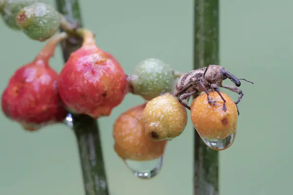 Charançon Cherche Nourriture Dans Les Buissons Cet Insecte Connu Comme — Photo