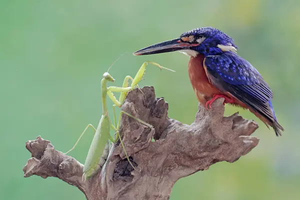 stock image A blue-eared kingfisher is ready to prey on a praying mantis. This powerful, sharp-beaked predatory bird has the scientific name Alcedo meninting.