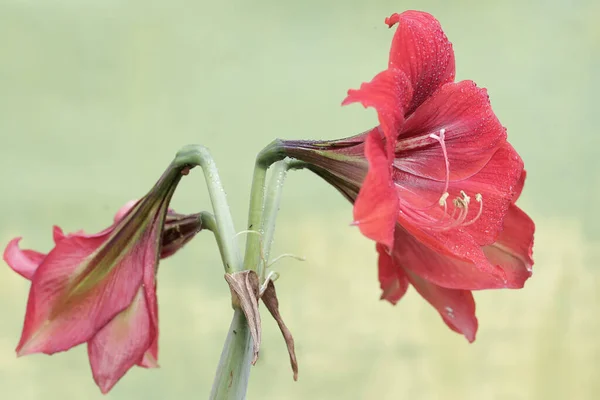 그들이 만개할 Maroon Amaryllis 아름다움 꽃에는 과학적인 Amaryllis Brailiensis가 있습니다 — 스톡 사진