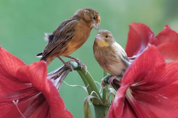 Two canary birds are resting on amaryllis flowers in full bloom. This sweet-voiced bird has the scientific name Serinus canaria.