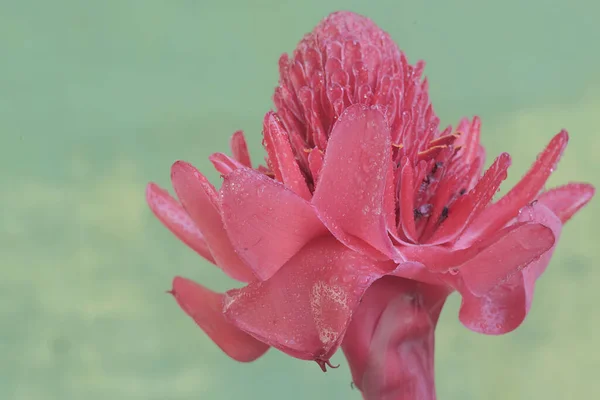 생강의 아름다움은 꽃이다 식물의 학명은 Etlingera Elatior — 스톡 사진
