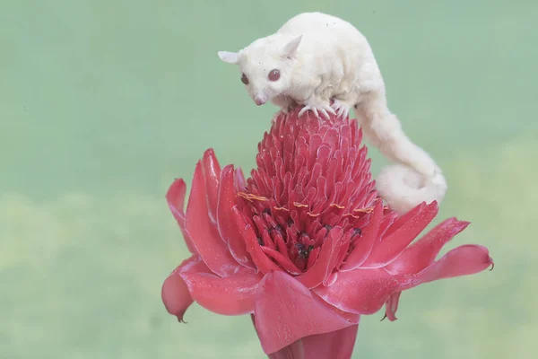 stock image A female albino sugar glider is hunting for small insects on torch ginger flowers in full bloom. This marsupial mammal has the scientific name Petaurus breviceps.