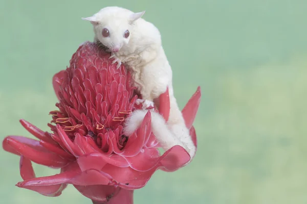 stock image A female albino sugar glider is hunting for small insects on torch ginger flowers in full bloom. This marsupial mammal has the scientific name Petaurus breviceps.