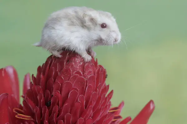 stock image A Campbell dwarf hamster is hunting for small insects in a torch ginger flower in full bloom. This rodent has the scientific name Phodopus campbelli.