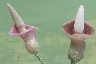 Kokuşmuş zambak çiçeklerinin güzelliği. Bu bitkinin bilimsel adı Amorphophallus muelleri.. 