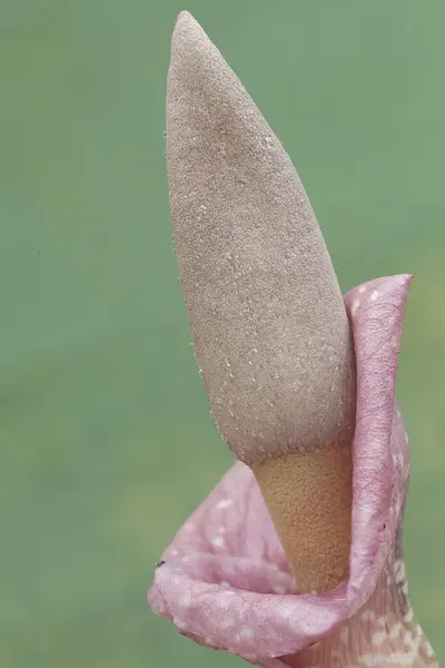 Kokuşmuş Zambak Çiçeğinin Güzelliği Tam Çiçek Açmış Bitkinin Bilimsel Adı — Stok fotoğraf