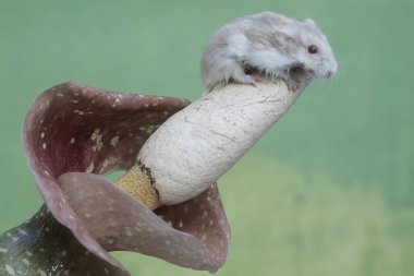Bir Campbell cüce hamster, kızıl bir çiçekte, çiçek açmış küçük böcekleri avlıyor. Bu kemirgenin bilimsel adı Phodopus kampbelli..