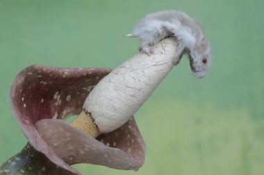 Bir Campbell cüce hamster, kızıl bir çiçekte, çiçek açmış küçük böcekleri avlıyor. Bu kemirgenin bilimsel adı Phodopus kampbelli..