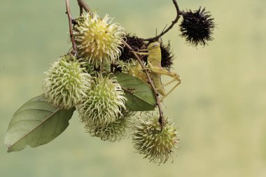 Genç yeşil bir çekirge meyvelerle dolu bir Rambutan ağacının dallarında yiyecek arıyor..