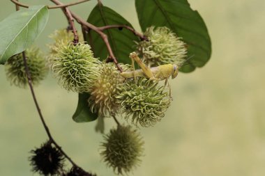 Genç yeşil bir çekirge meyvelerle dolu bir Rambutan ağacının dallarında yiyecek arıyor..