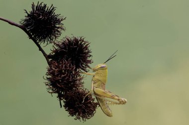 Genç yeşil bir çekirge meyvelerle dolu bir Rambutan ağacının dallarında yiyecek arıyor..