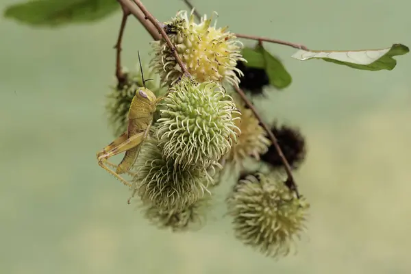 Mladý Zelený Kobylka Hledá Jídlo Větvích Rambutan Stromu Plného Ovoce — Stock fotografie