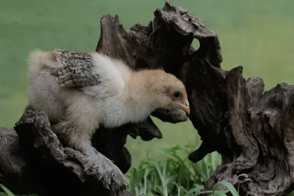 一个婆罗门的小鸡正在一个腐烂的树干里寻找白蚁 树干上长满了臭百合花 这只体形和体重都很大的鸡的学名是 家鸭胆汁 — 图库照片