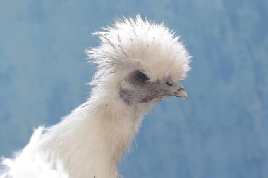 Dişi bir Silkie Bantam tavuğunun görünüşü güzel ve zariftir. Bu kuşun bilimsel adı Gallus gallus domesticus..
