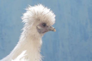 Dişi bir Silkie Bantam tavuğunun görünüşü güzel ve zariftir. Bu kuşun bilimsel adı Gallus gallus domesticus..