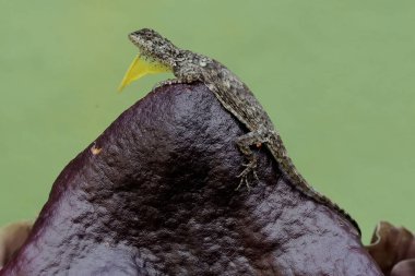 Uçan bir ejderha kokuşmuş zambak çiçeklerindeki küçük böcekleri avlıyor. Bu egzotik sürüngenin bilimsel adı Draco Volans..