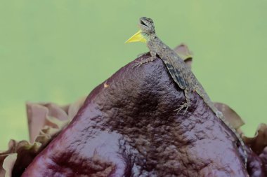 Uçan bir ejderha kokuşmuş zambak çiçeklerindeki küçük böcekleri avlıyor. Bu egzotik sürüngenin bilimsel adı Draco Volans..