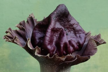 Kokuşmuş zambak çiçeğinin güzelliği tam çiçek açmış. Bu nahoş kokulu çiçekli bitkinin bilimsel adı Amorphophallus paeoniifolius.