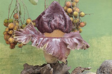 Nilüfer çiçeğinin güzelliği çiçek açmaya hazır. Bu bitkinin bilimsel adı Amorphophallus paeoniifolius.