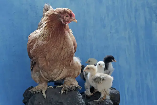 An adult female Brahma chicken was resting on a rock while looking after her ten-day-old chicks. This poultry, which is usually consumed by humans, has the scientific name Gallus gallus domesticus.