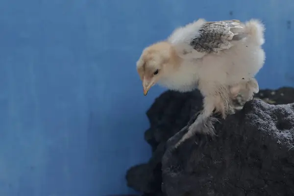 一个婆罗门小鸡正在岩石上猎杀小昆虫 这只体形和体重都很大的鸡的学名是 家鸭胆汁 — 图库照片
