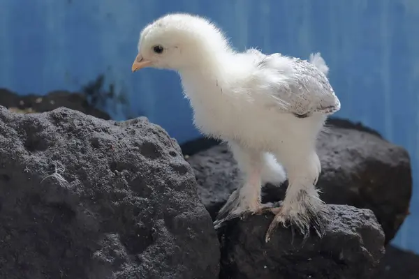 一个婆罗门小鸡正在岩石上猎杀小昆虫 这只体形和体重都很大的鸡的学名是 家鸭胆汁 — 图库照片