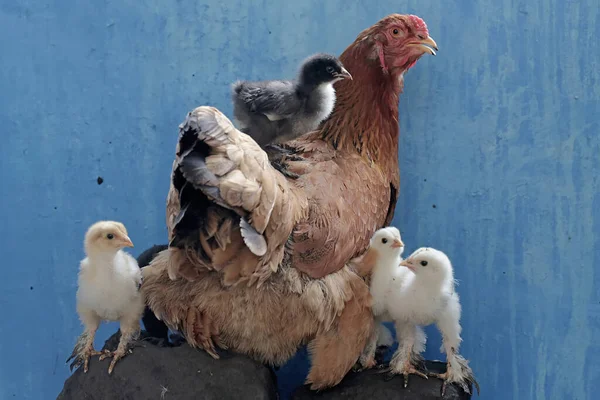 An adult female Brahma chicken was resting on a rock while looking after her ten-day-old chicks. This poultry, which is usually consumed by humans, has the scientific name Gallus gallus domesticus.