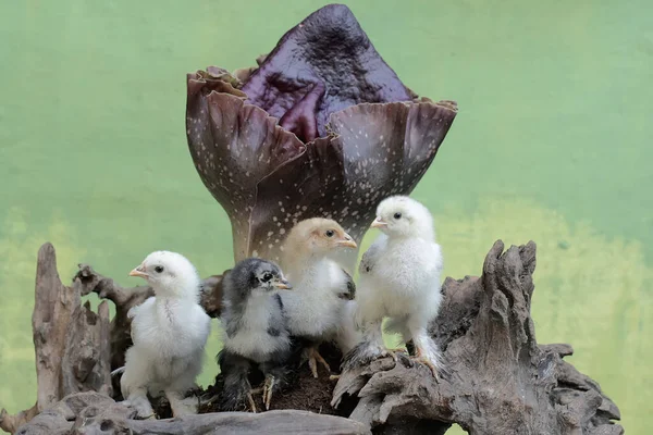 四个婆罗门小鸡正在一个腐烂的树干里猎取白蚁 树干上长满了臭百合花 这只体形和体重都很大的鸡的学名是 家鸭胆汁 — 图库照片