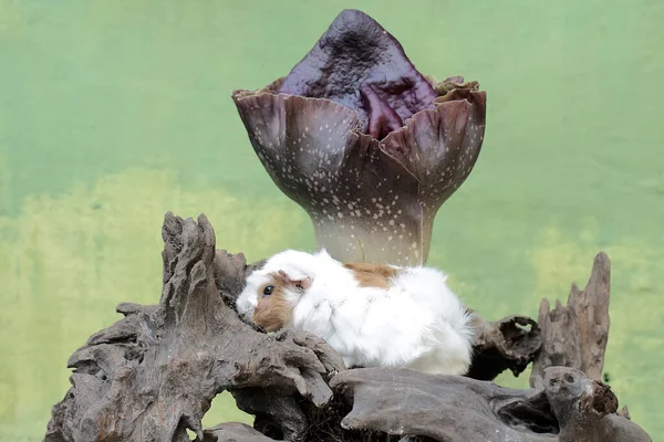 モルモットは 腐った木のトランクで シンクリリーで育てられたテロのための狩りをしている この棒状の哺乳類は 科学的な名前を持っています カヴィア ポルセウス — ストック写真