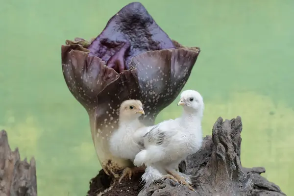两个婆罗门的小鸡正在一个腐烂的树干里捕猎白蚁 树干上长满了臭百合 这只体形和体重都很大的鸡的学名是 家鸭胆汁 — 图库照片