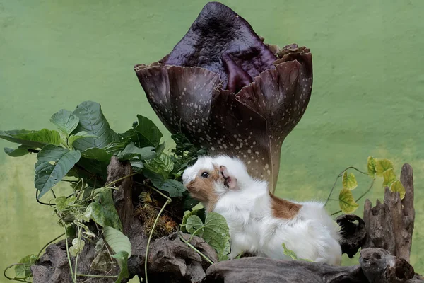 Bir kobay, kokuşmuş bir zambakla kaplı çürümüş bir ağaç gövdesinde termitleri avlıyor. Bu kemirgen memelinin bilimsel adı Cavia Porcellus..