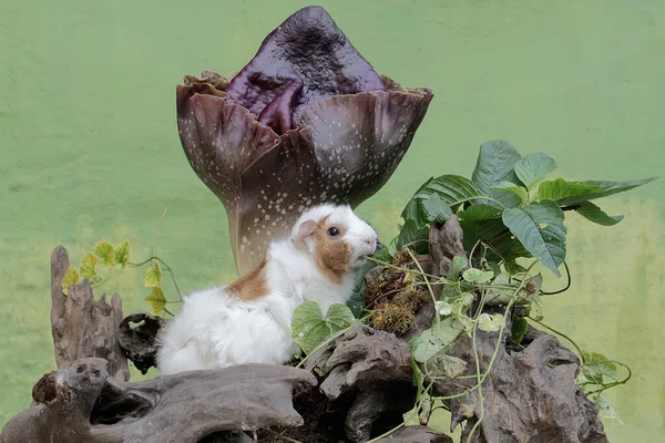 Conejillo Indias Está Cazando Termitas Tronco Árbol Podrido Cubierto Con — Foto de Stock
