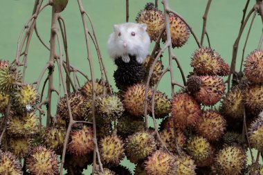 Bir Campbell cüce hamster meyve dolu bir Rambutan ağacının dallarında küçük böcekleri avlıyordu. Bu kemirgenin bilimsel adı Phodopus kampbelli..