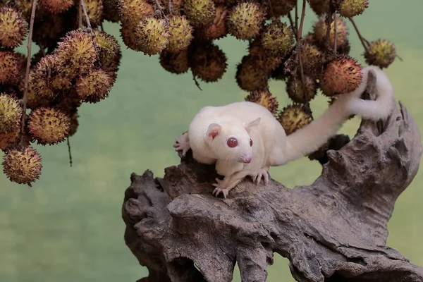A female albino sugar glider is hunting for small insects on the branches of a rambutan tree full of fruit. This marsupial mammal has the scientific name Petaurus breviceps.