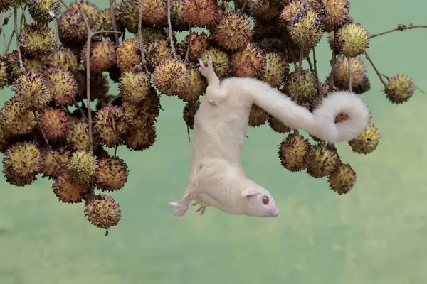 stock image A female albino sugar glider is hunting for small insects on the branches of a rambutan tree full of fruit. This marsupial mammal has the scientific name Petaurus breviceps.