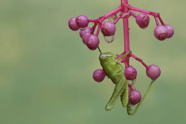 stock image A young green grasshopper is eating pink showy Asian grapes.