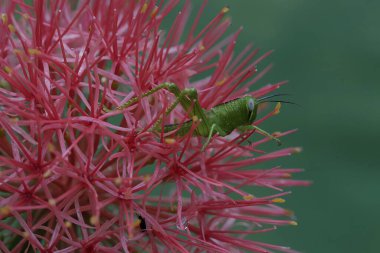 Genç yeşil bir çekirge tamamen açan bir zambak yiyor..